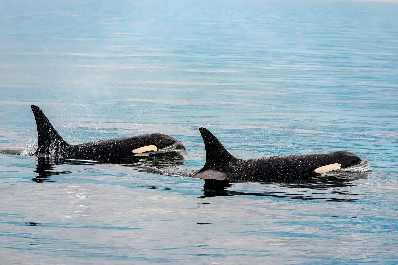 Revelan cómo las orcas posmenopáusicas protegen a sus crías de la fauna marina hostil