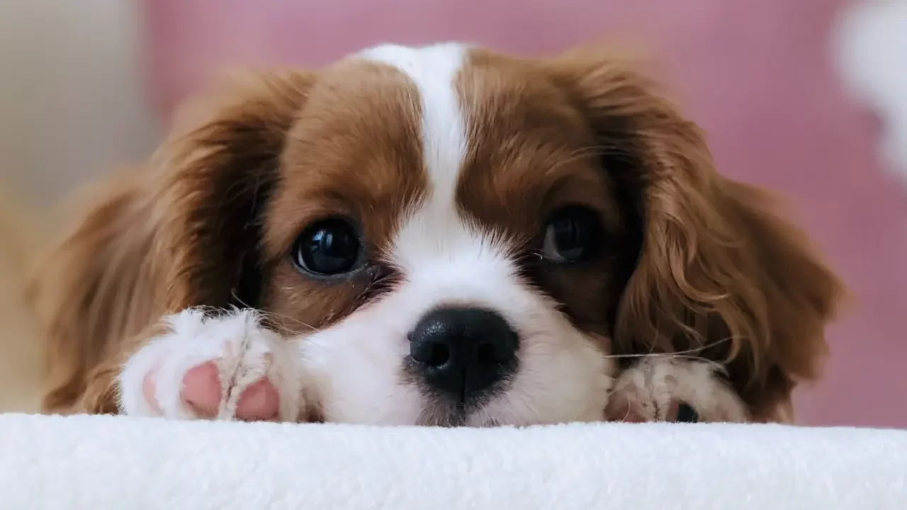 Día Mundial del Perro: 5 comandos que le puedes enseñar a tu perro en otros idiomas