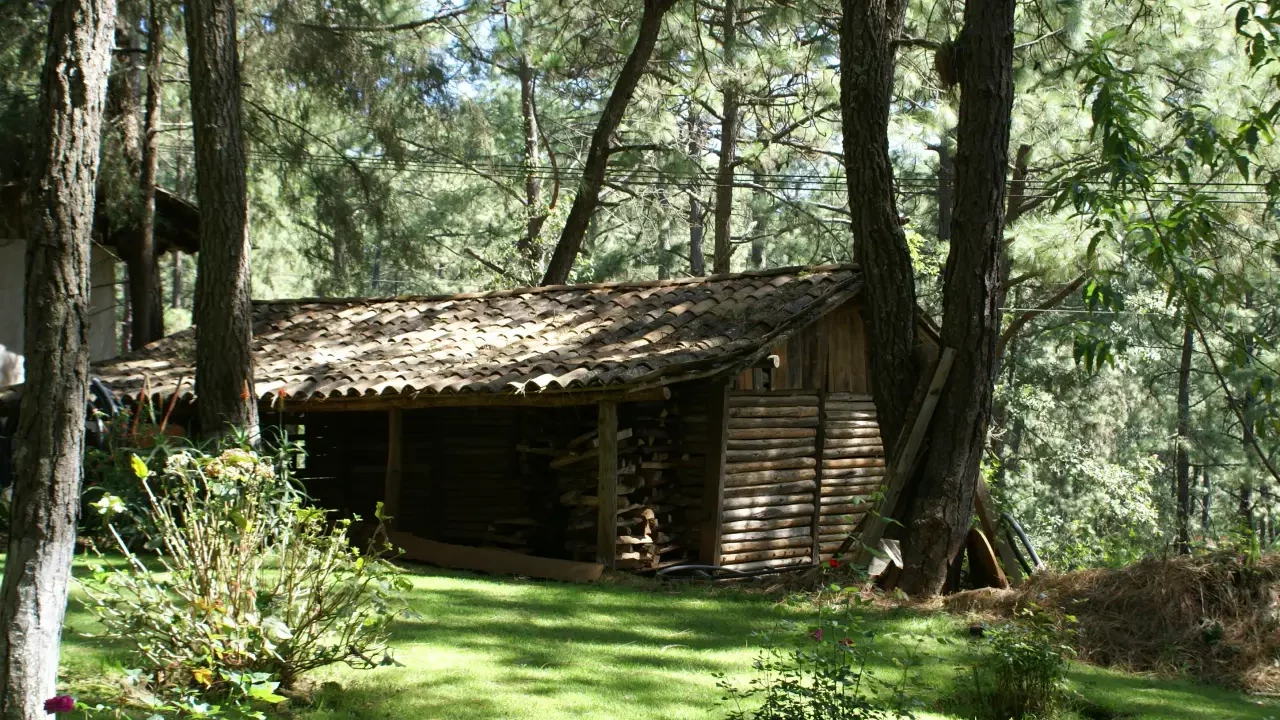3 bosques en Mexico para visitar en pareja