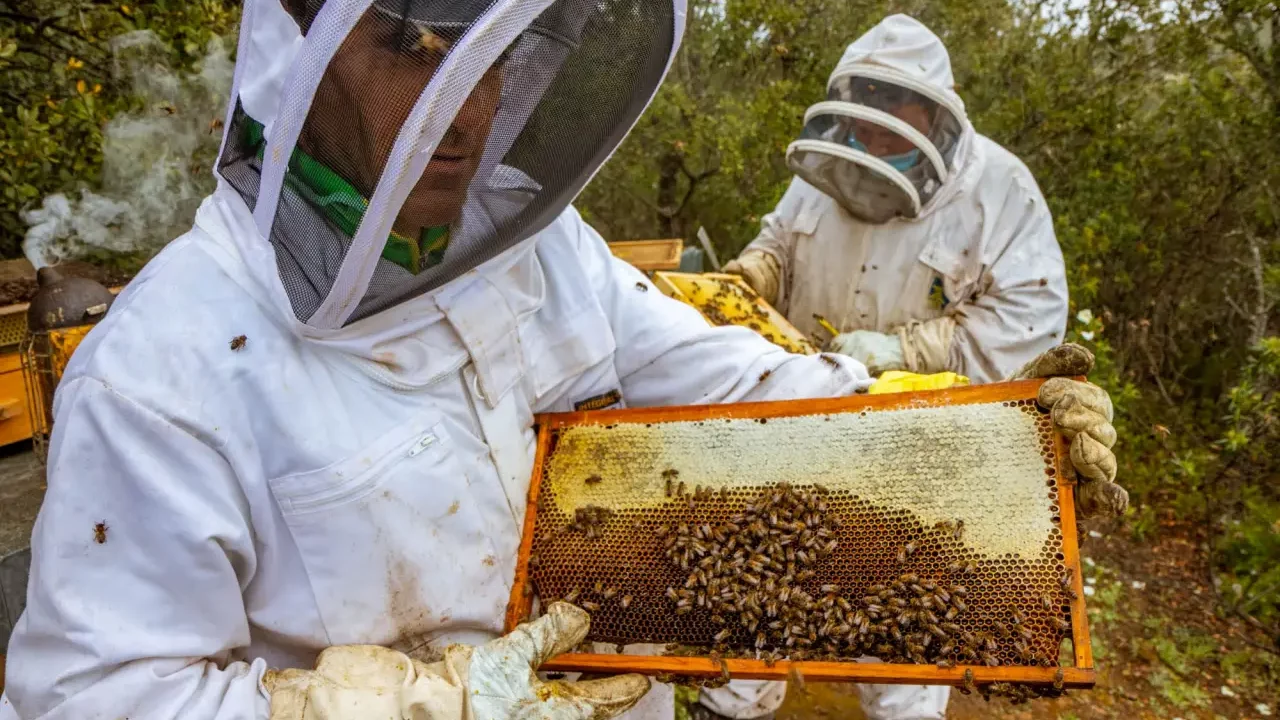 Miel ecológica: Recuperando el respeto a la naturaleza