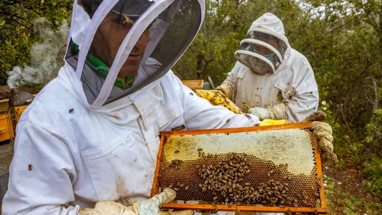 Miel ecológica: Recuperando el respeto a la naturaleza
