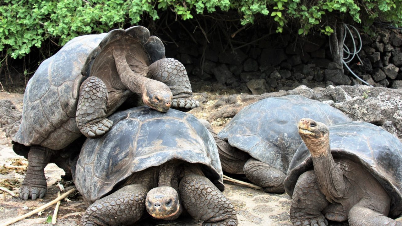 Galápagos busca destacarse como una de las mejores áreas protegidas del mundo