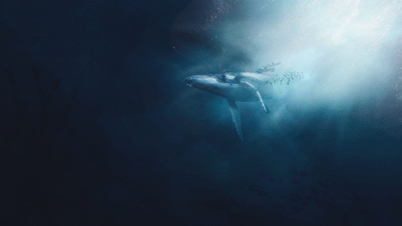 Hallan en Egipto fósil de pequeña ballena que murió hace 41 millones de años