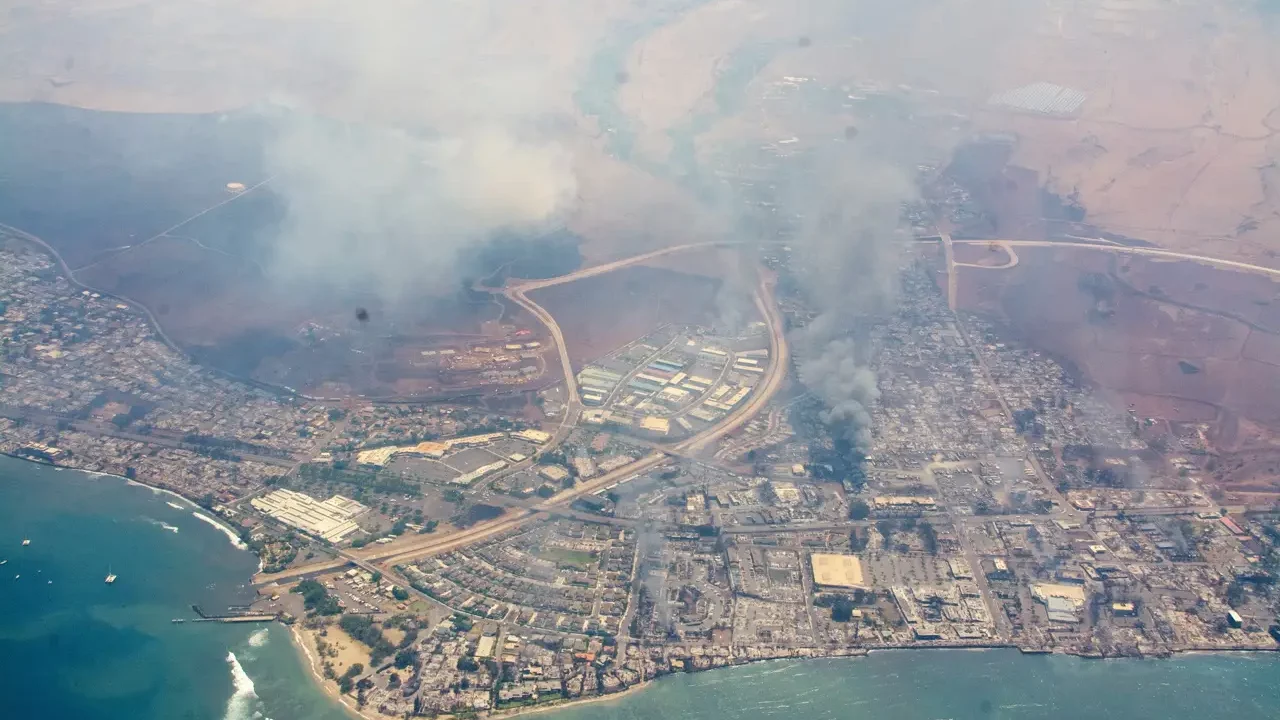 Perros de rescate buscan cadáveres de desaparecidos por incendios en la isla de Maui