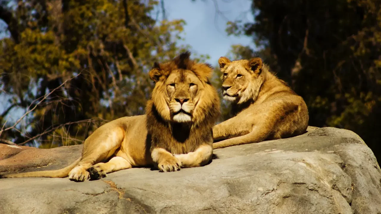 Los leones africanos a un paso de la extinción, 90% de los ejemplares desaparecieron