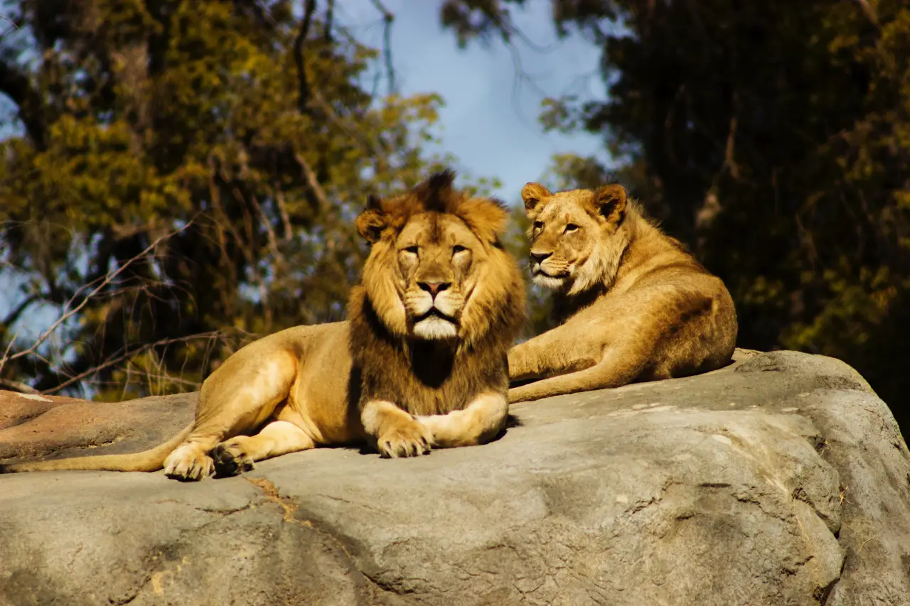 Los leones africanos a un paso de la extinción, 90% de los ejemplares desaparecieron