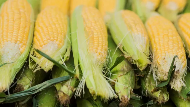 maíz-granos-nativos