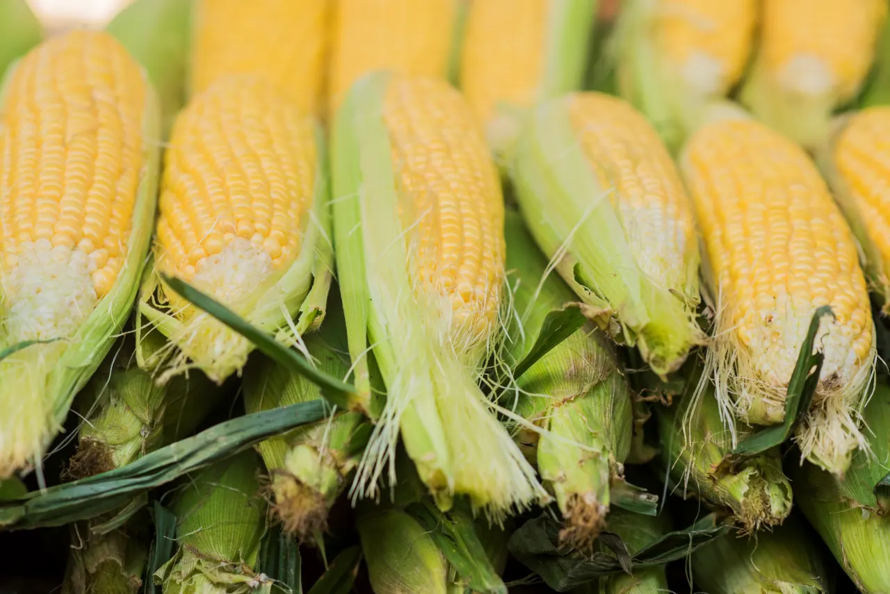 Empresarios piden resolver panel de maíz transgénico con EU con base en ciencia