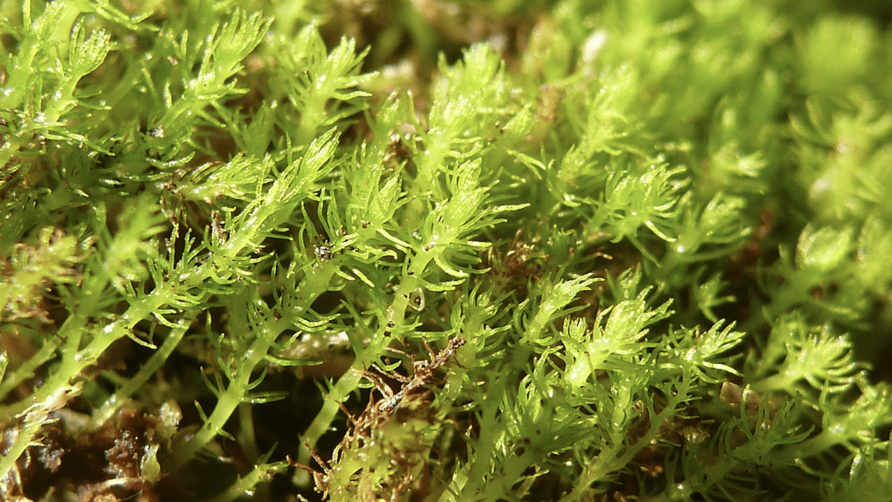 Revelan que el musgo más antiguo y de evolución más rápida podría no sobrevivir al cambio climático