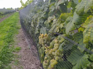 uvas-fruto-vinos