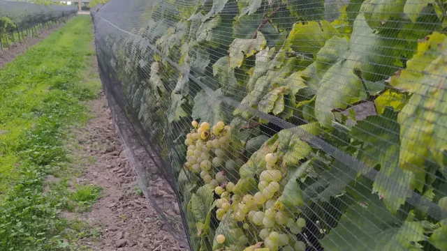 uvas-fruto-vinos