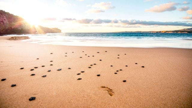 Programa de conservación tortuga marina Careyes