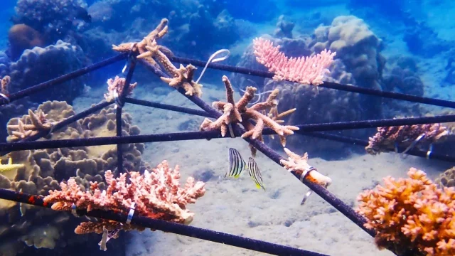 arrecifes-coral-CAF