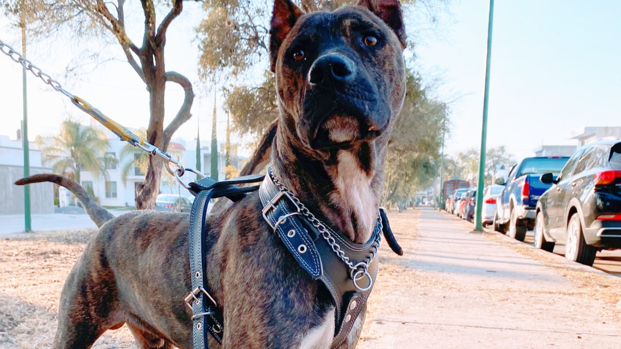 Tras ataques, Reino Unido prohibirá la raza canina American Bully XL