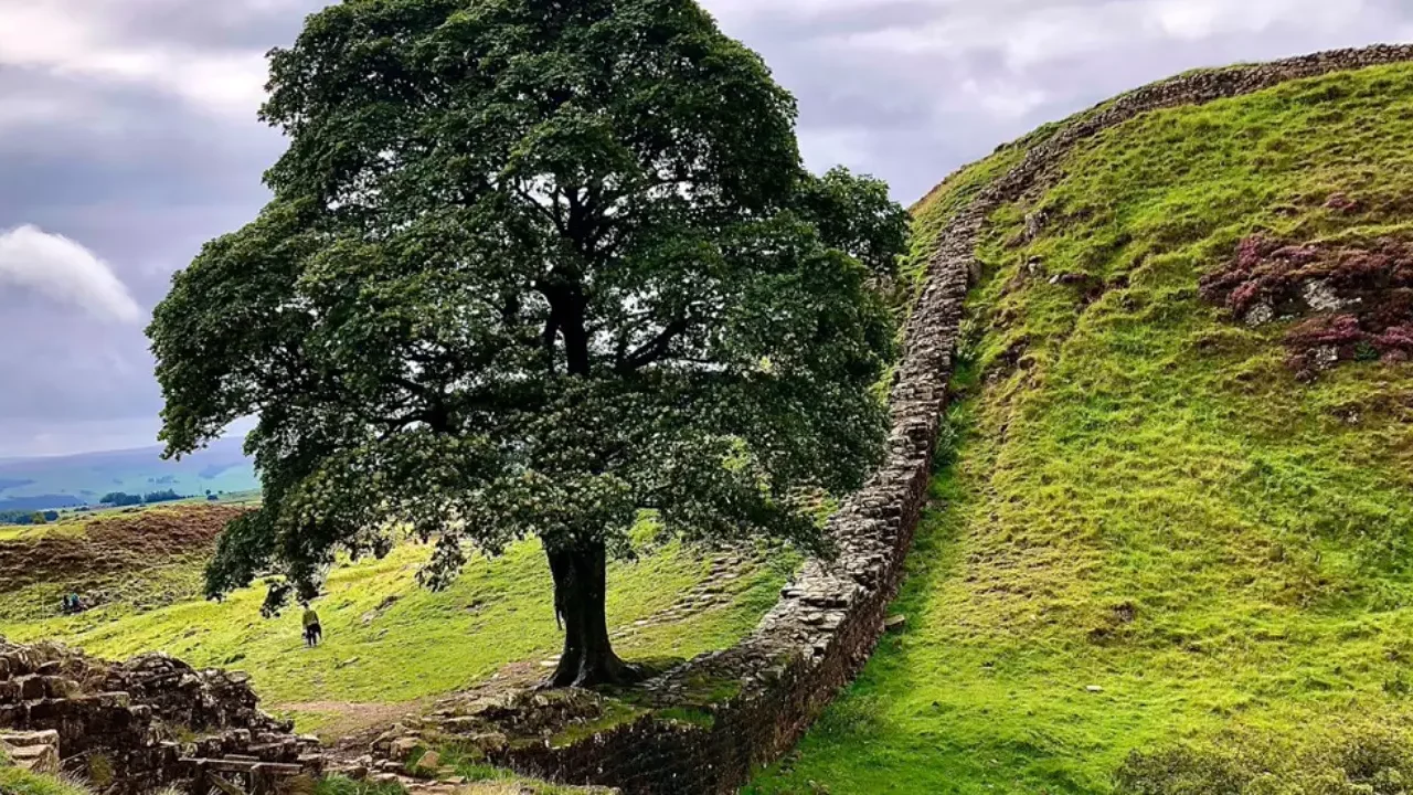 Detienen a menor por talar ‘árbol de Robin Hood’, uno de los más famosos del Reino Unido