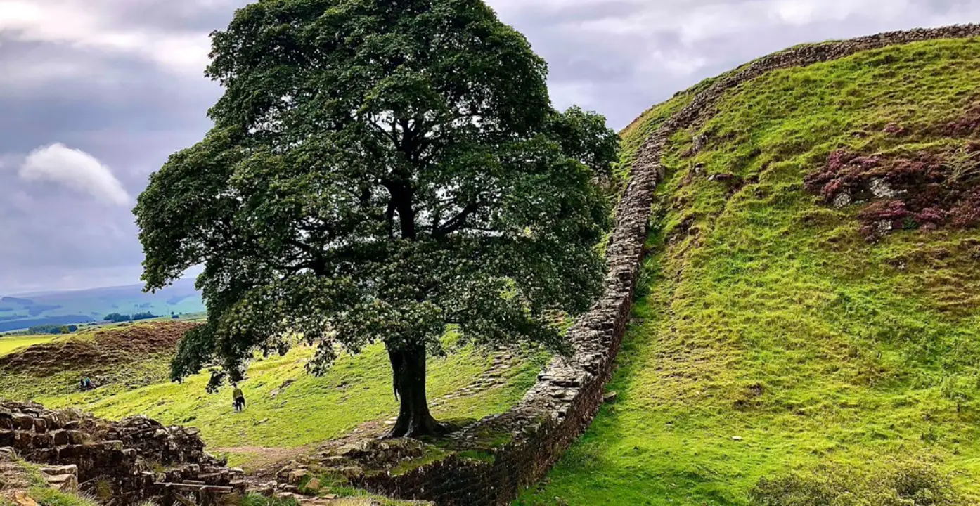 Detienen a menor por talar ‘árbol de Robin Hood’, uno de los más famosos del Reino Unido