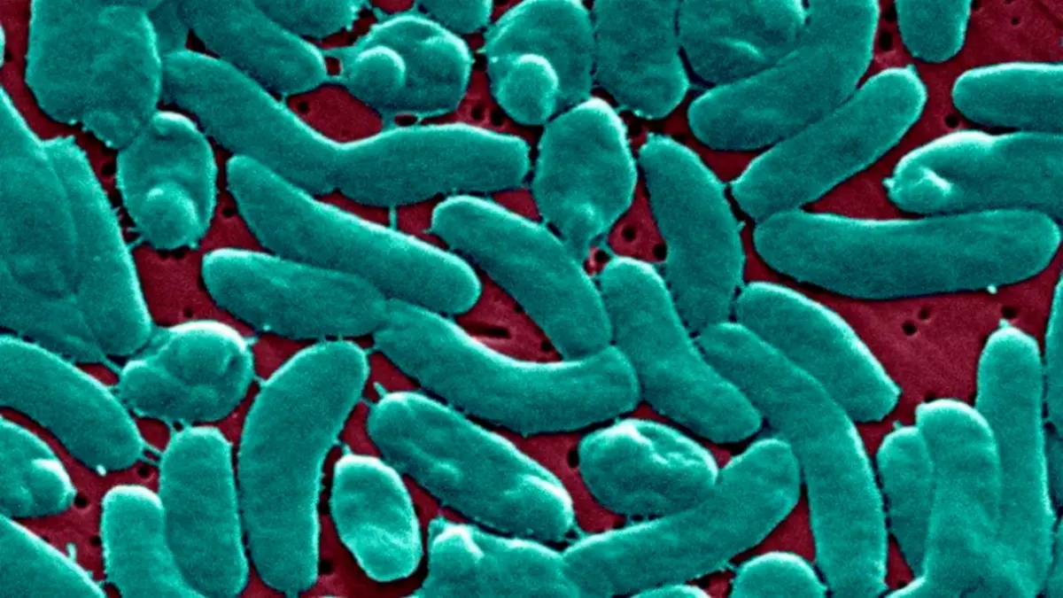 Científicos logran triplicar capacidad de la bacteria E.coli para producir electricidad