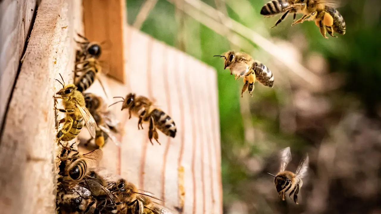 Experto suizo alerta sobre colonias de abejas enfermas que podrían morir en 2 años
