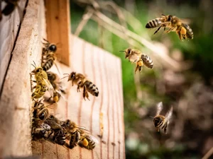 colonias-abejas-enfermas