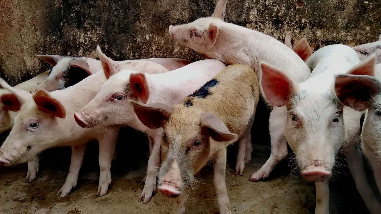 EU detecta por primera vez gripe aviar H5N1 en cerdos