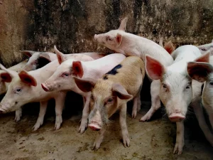 peste porcina-jabalíes salvajes xenotrasplantes cerdos