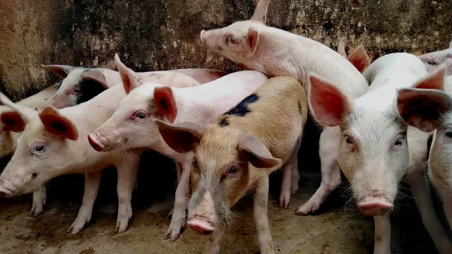 cripto-cerdos-NFT gripe porcina OMS