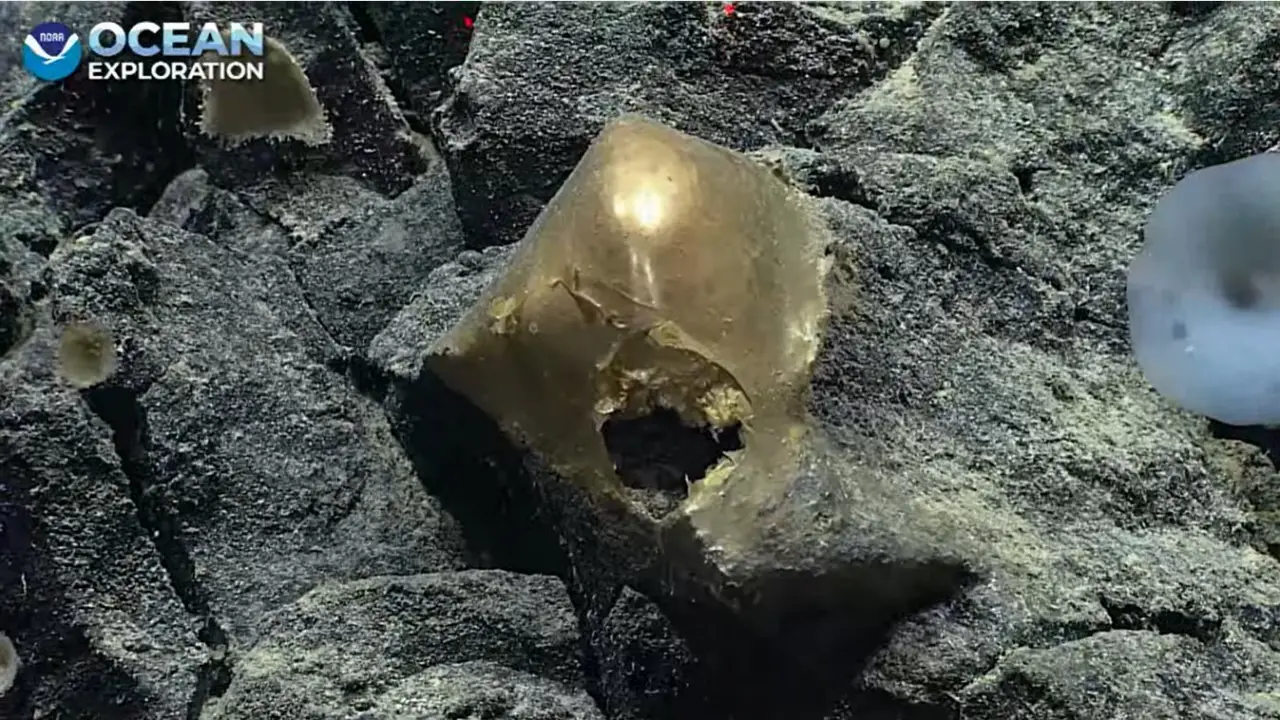 Analizan misterioso ‘huevo dorado’ descubierto en el océano de Alaska