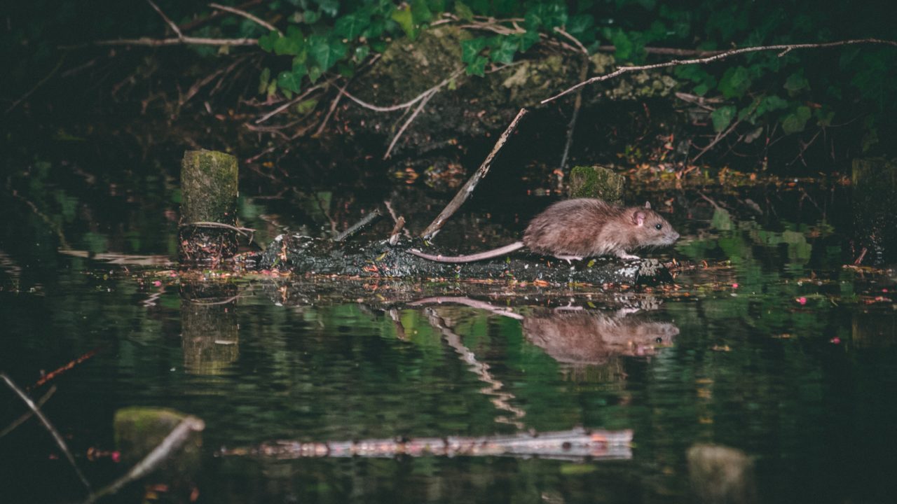 Naturaleza y calidad de vida, bajo amenaza por las especies invasoras: informe