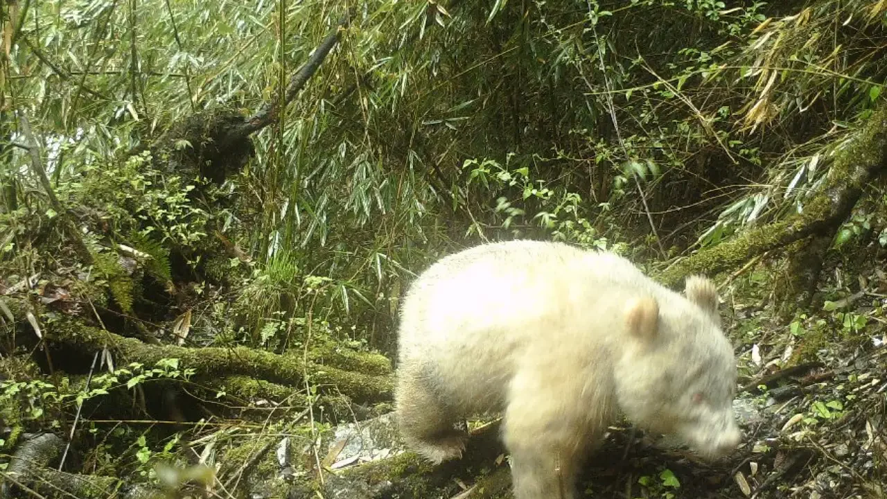 El único oso panda albino del mundo crece saludablemente en China
