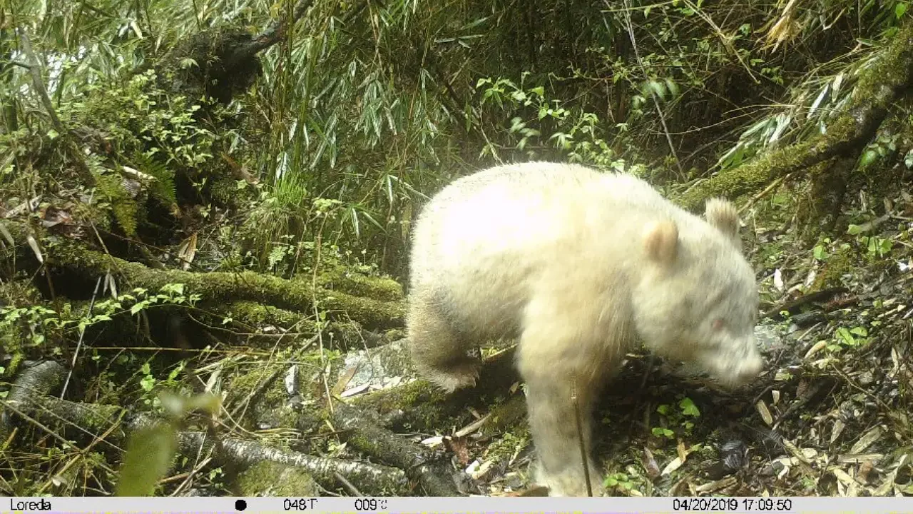 El único oso panda albino del mundo crece saludablemente en China