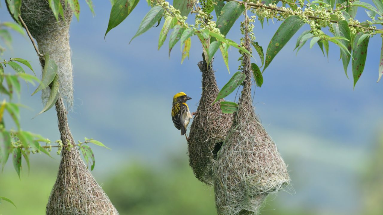 Nidos de aves contienen bacteria centinela para el cambio climático: estudio