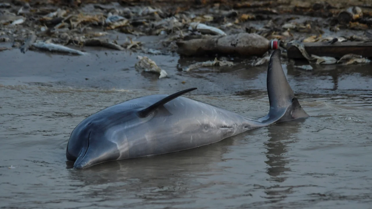 Biólogos investigan si una toxina provocada por el calor mató a 120 delfines en el Amazonas