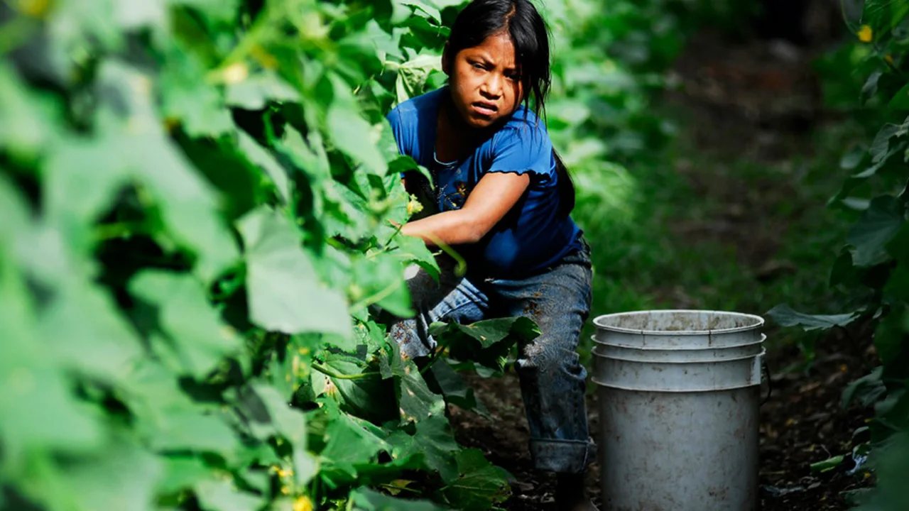 Aumenta trabajo infantil en México; hay 2 millones de niños en labores peligrosas