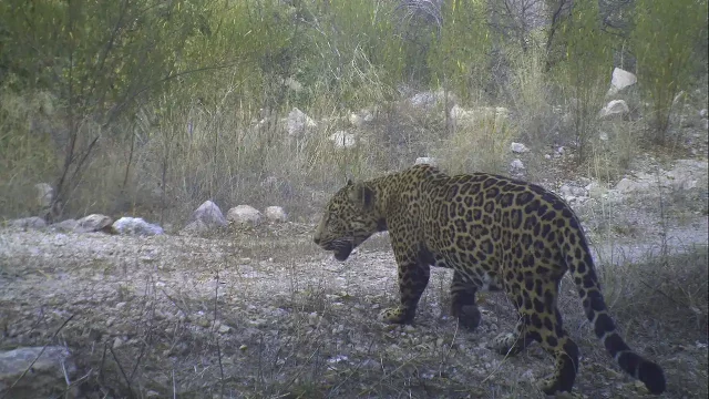 muro-fronterizo-jaguar