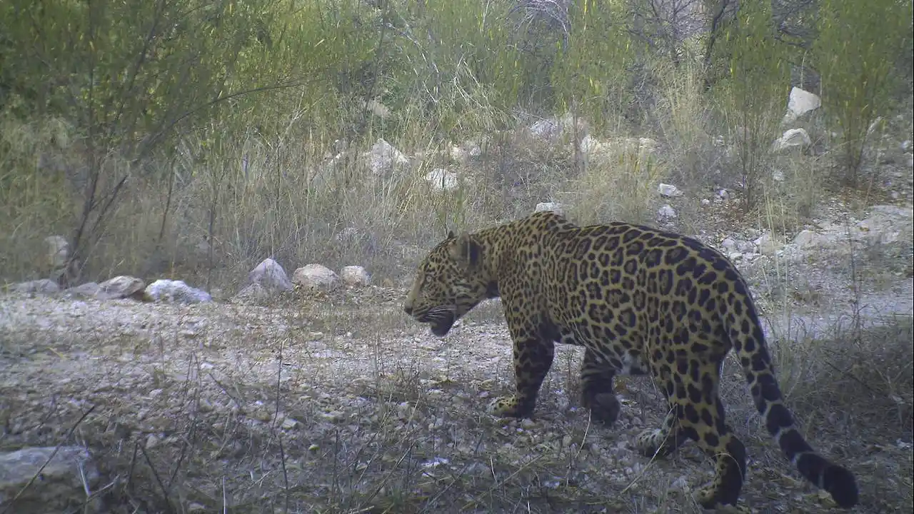 Muro fronterizo pone en peligro migración del jaguar entre México y EU