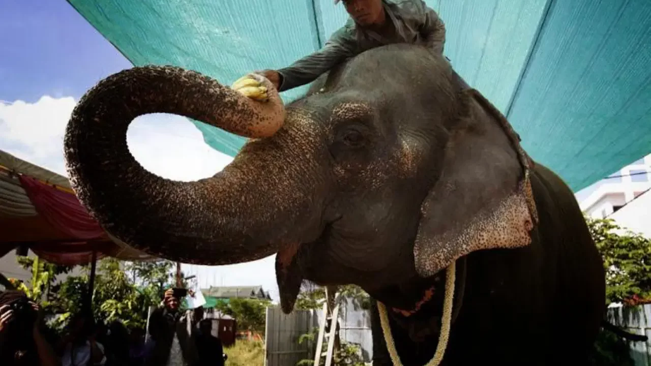 Muere Sambo, la elefanta que se convirtió en símbolo de la capital de Camboya