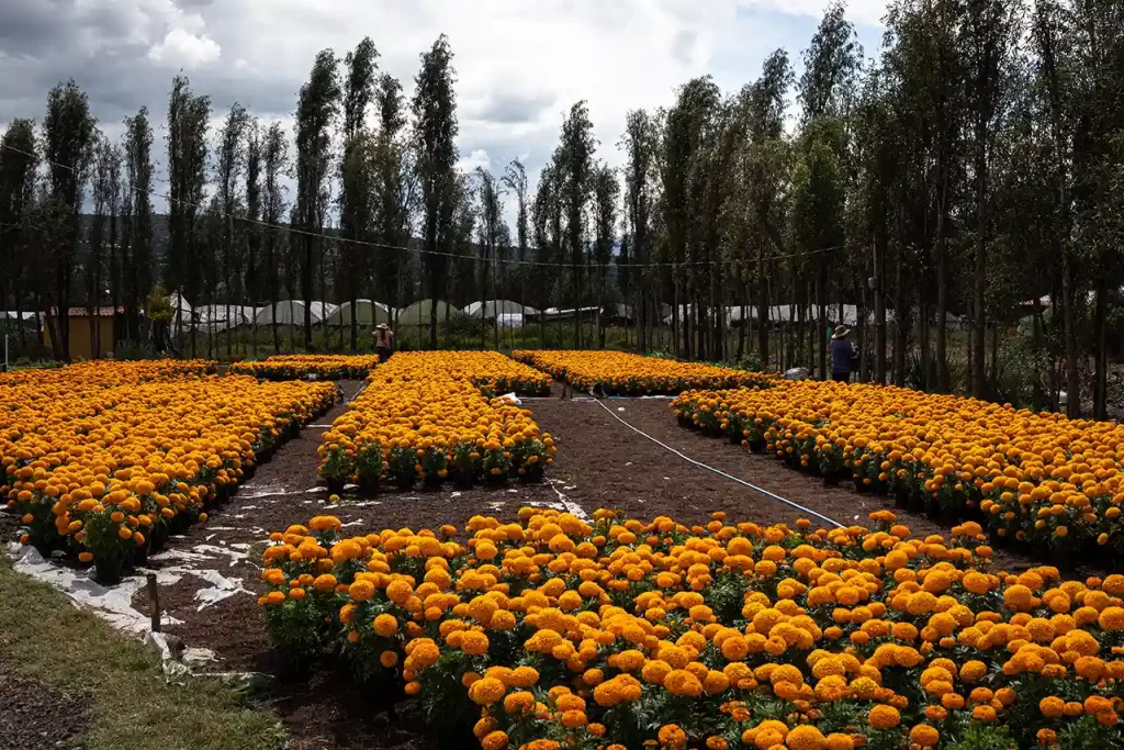Cultivos de cempasúchitl en San Luis Tlaxialtemalco, Xochimilco.