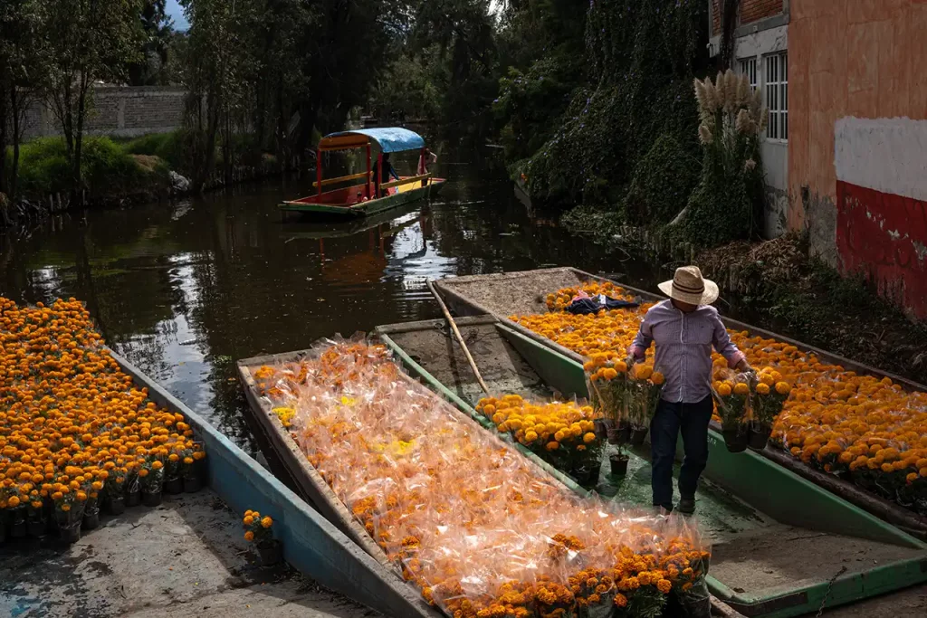 Cultivos de cempasúchitl en Xochimilco.
