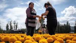 Cultivos de cempasúchitl en San Luis Tlaxialtemalco.