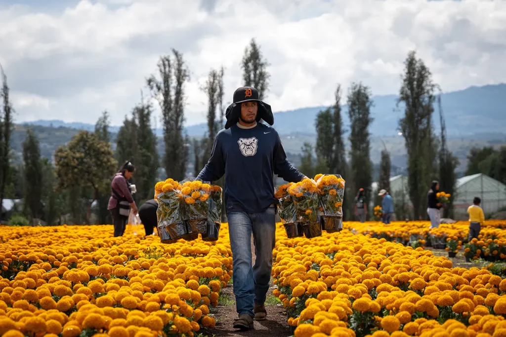 Cultivos de cempasúchitl en San Luis Tlaxialtemalco, Xochimilco.