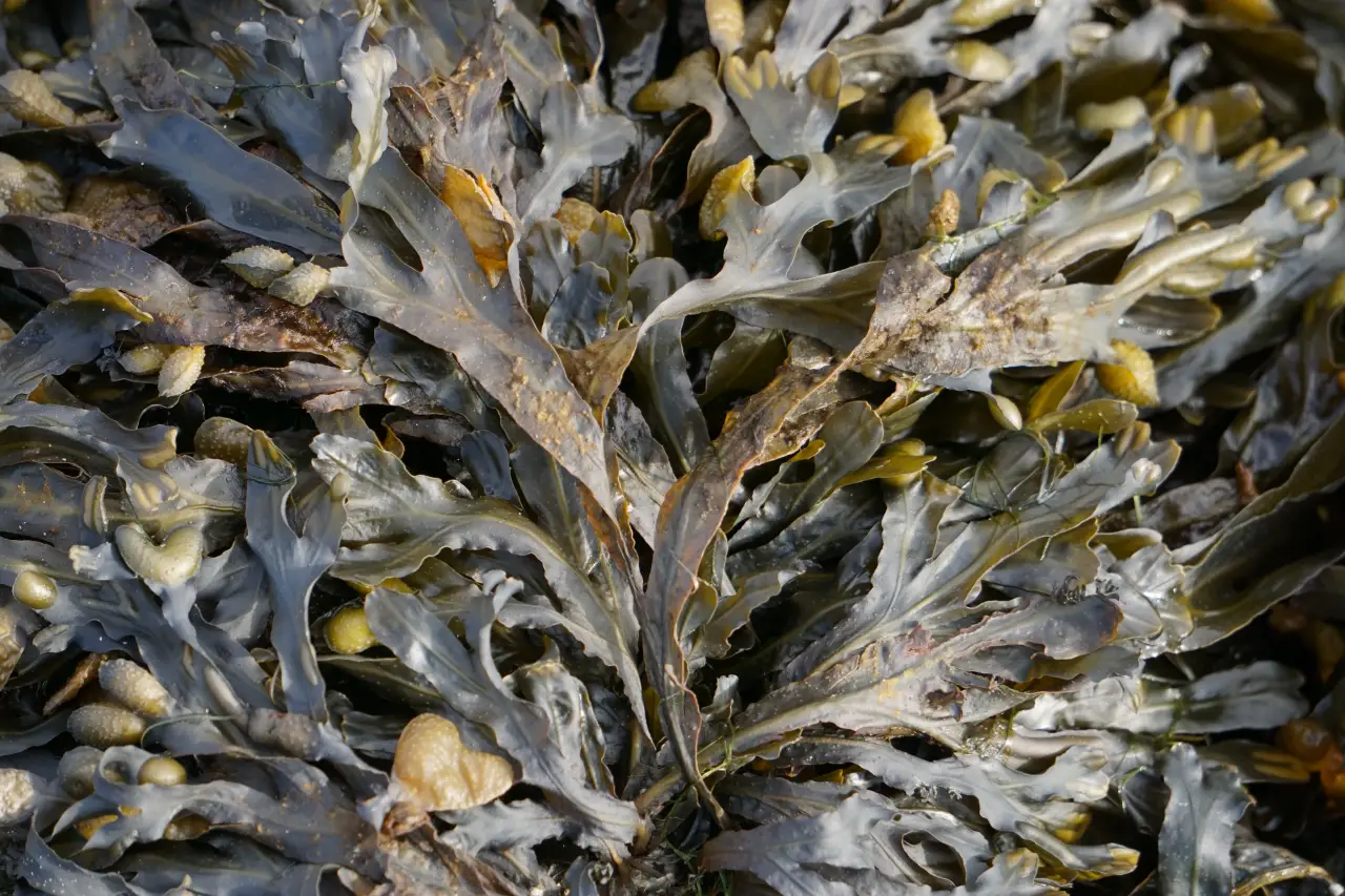 ¿Las algas un nuevo superalimento? Se han consumido desde hace miles de años