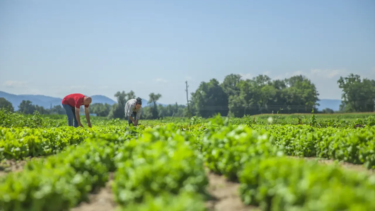 EU es el mayor comprador de alimentos producidos en México: Agricultura