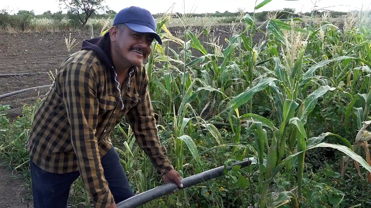 Campesinos del sur de México se unen para proteger maíz del clima y transgénicos