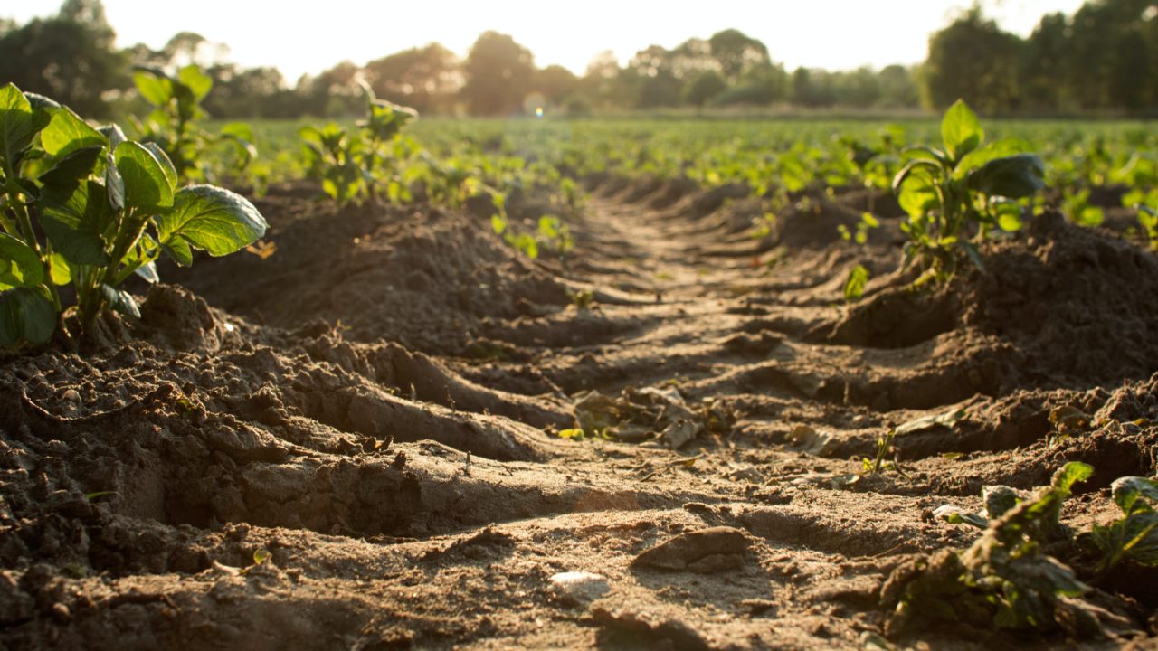 El 5% de los cultivos mundiales y el ganado se pierden por eventos climáticos extremos: FAO