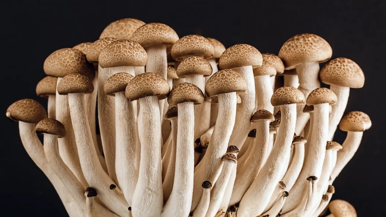 Científica de la UNAM alerta de hongos que provocan hasta 30% de casos de cáncer de hígado