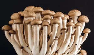 hongos de psilocibina