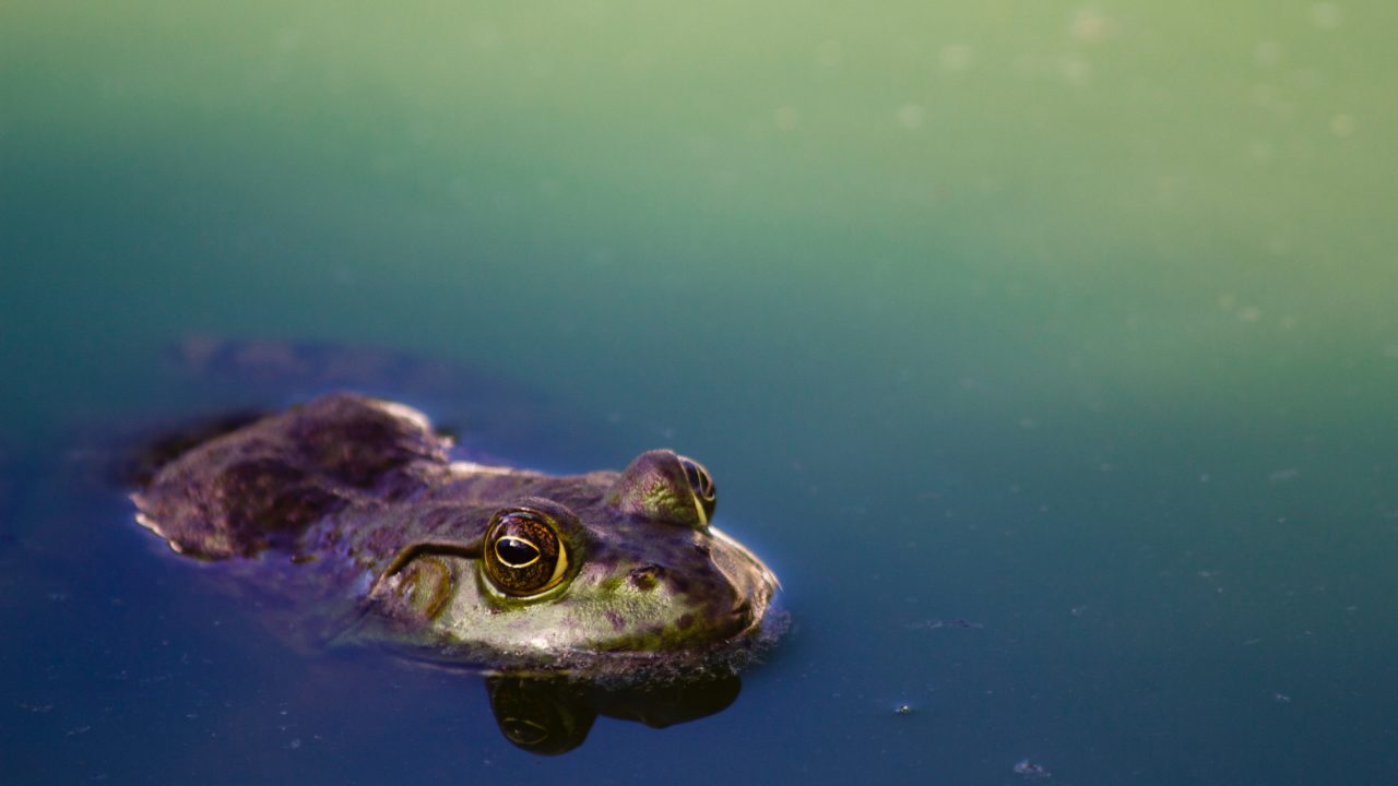 Advierten que el 40.7% de anfibios del planeta están en peligro de extinción