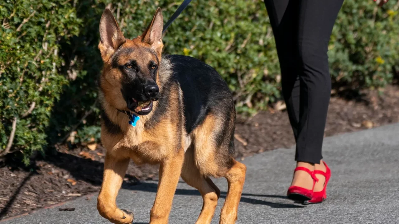 Expulsan de La Casa Blanca al perro de los Biden por esta razón