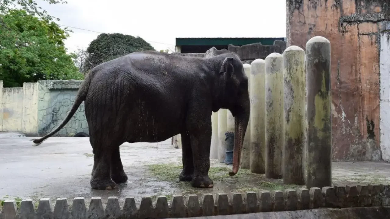 Fallece la solitaria Mali, el único elefante que quedaba en Filipinas