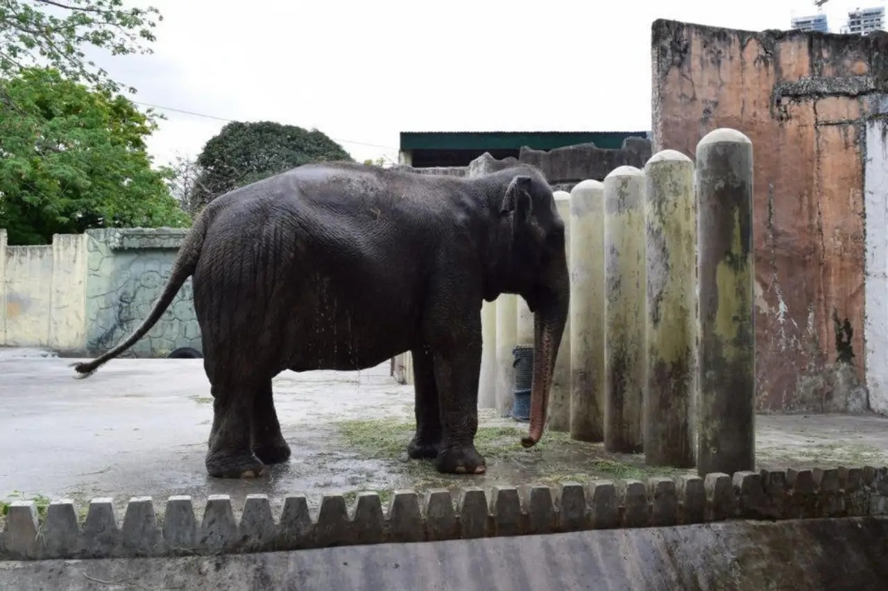 Fallece la solitaria Mali, el único elefante que quedaba en Filipinas